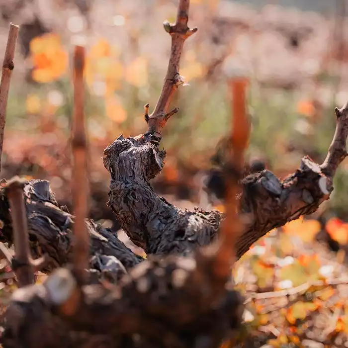 Le terroir de Collioure & Banyuls en hiver : la pré-taille